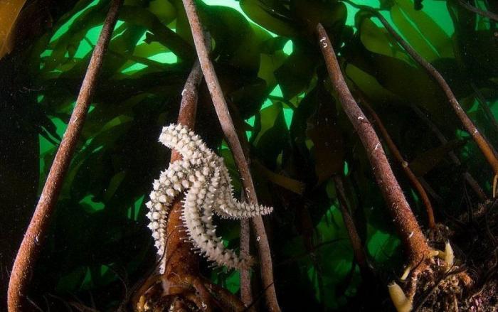 Las lentillas pueden contribuir a contaminación del agua con microplásticos