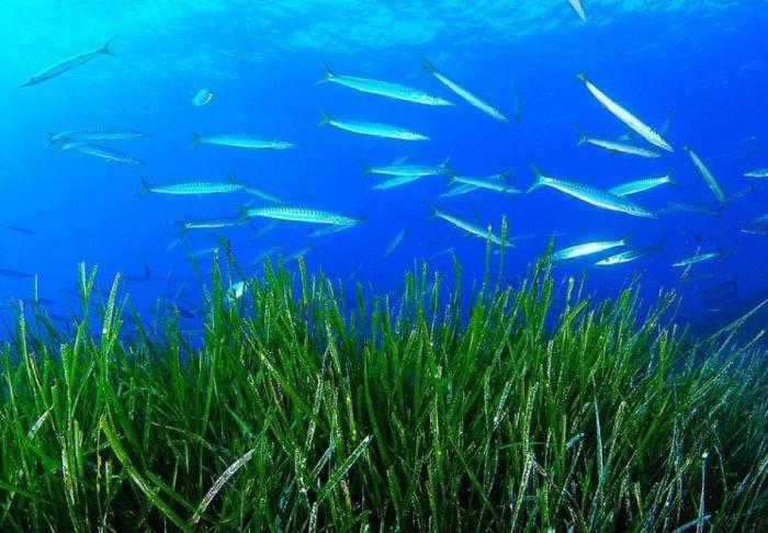 Las lentillas pueden contribuir a contaminación del agua con microplásticos