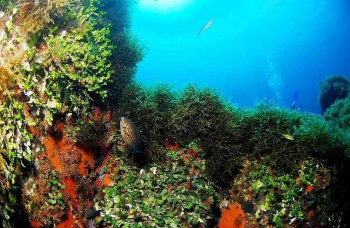 Las lentillas pueden contribuir a contaminación del agua con microplásticos