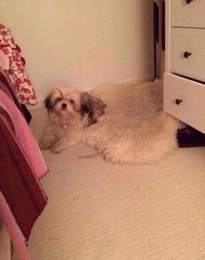 17 fotos de animales que te obligarán a echarles un segundo vistazo