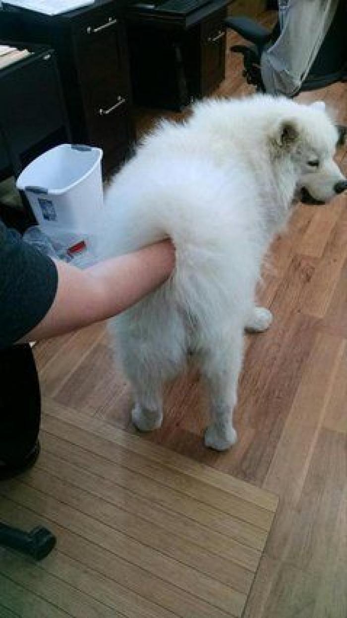 17 fotos de animales que te obligarán a echarles un segundo vistazo