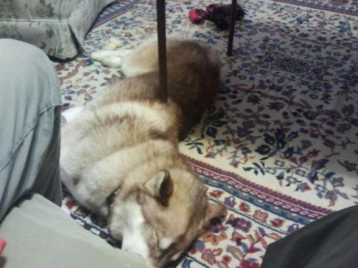 17 fotos de animales que te obligarán a echarles un segundo vistazo