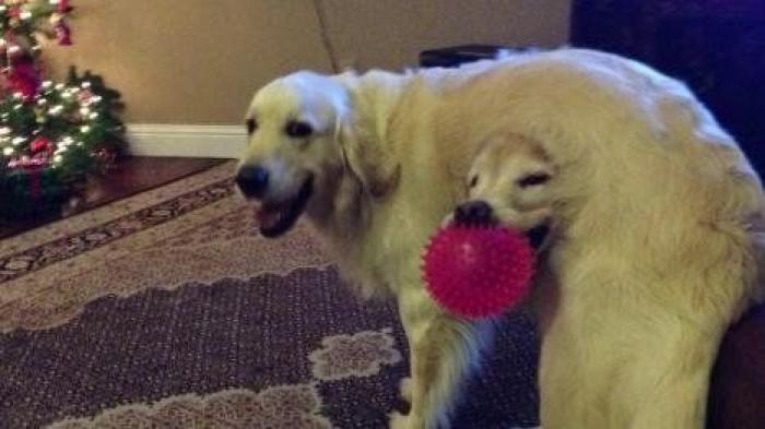 17 fotos de animales que te obligarán a echarles un segundo vistazo