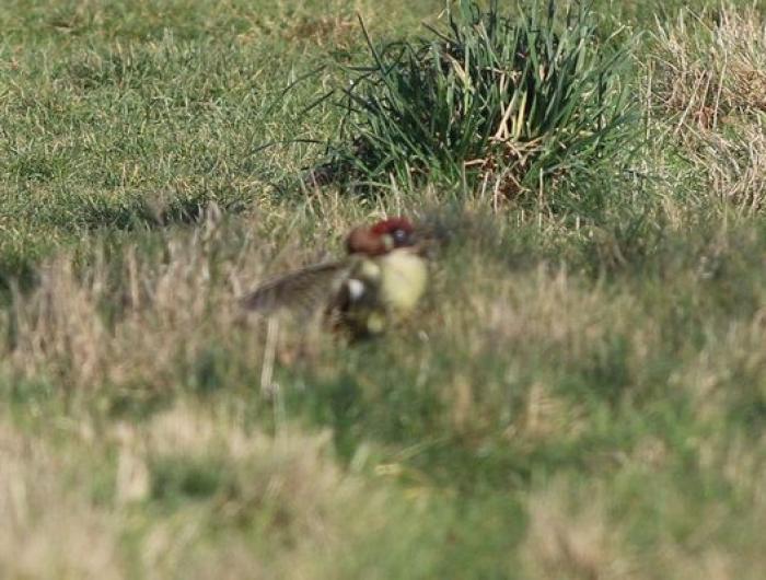La historia tras la foto del pájaro carpintero transportando un bebé comadreja