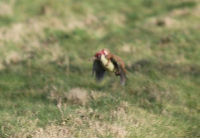 La historia tras la foto del pájaro carpintero transportando un bebé comadreja