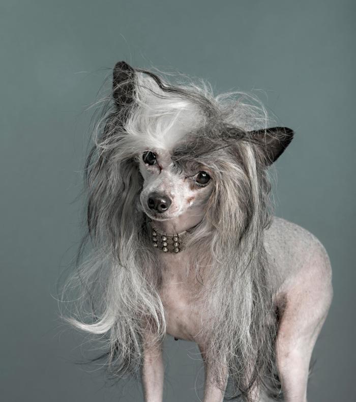 Cuánto frío puede soportar tu perro sin llevar ropa de abrigo