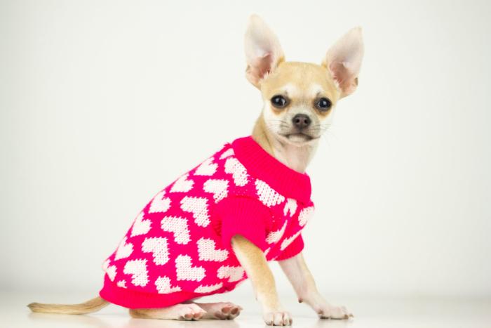 Cuánto frío puede soportar tu perro sin llevar ropa de abrigo