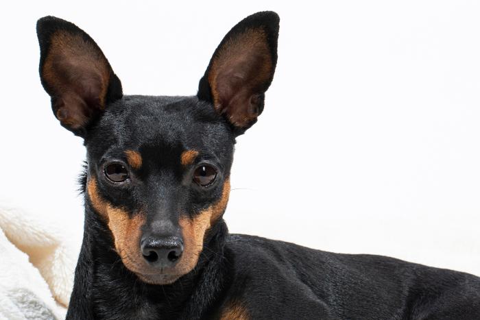 Cuánto frío puede soportar tu perro sin llevar ropa de abrigo