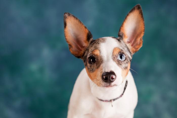 Cuánto frío puede soportar tu perro sin llevar ropa de abrigo
