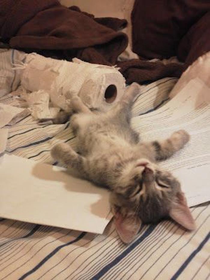 ¡Fin del debate! Así dice la patente que se debe colocar el rollo de papel higiénico