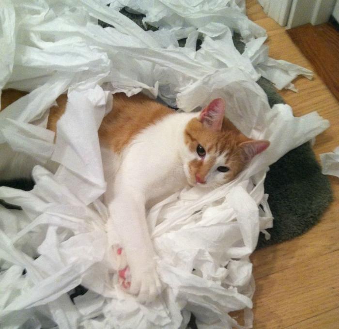 ¡Fin del debate! Así dice la patente que se debe colocar el rollo de papel higiénico