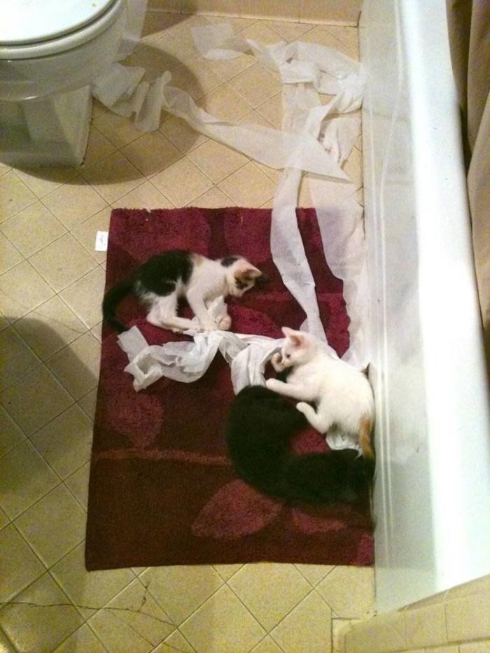 ¡Fin del debate! Así dice la patente que se debe colocar el rollo de papel higiénico