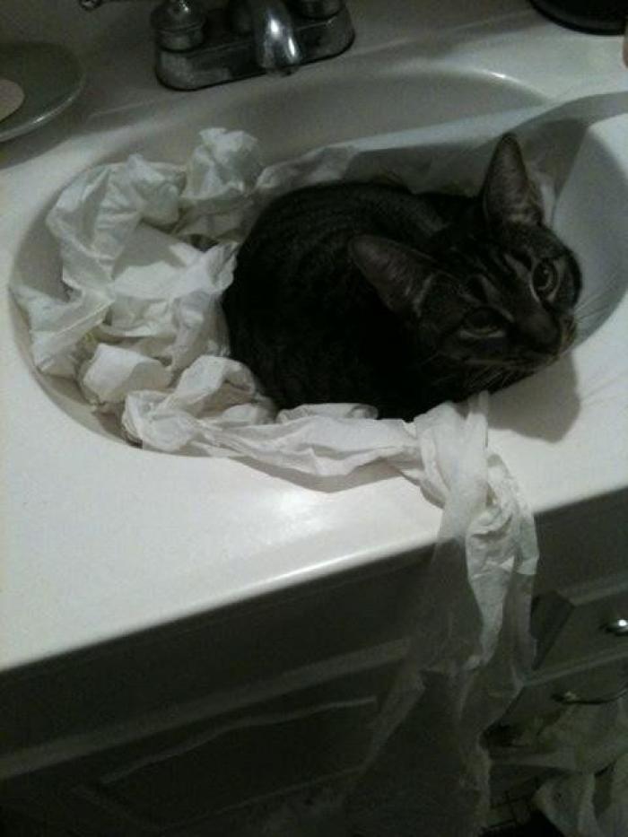 ¡Fin del debate! Así dice la patente que se debe colocar el rollo de papel higiénico