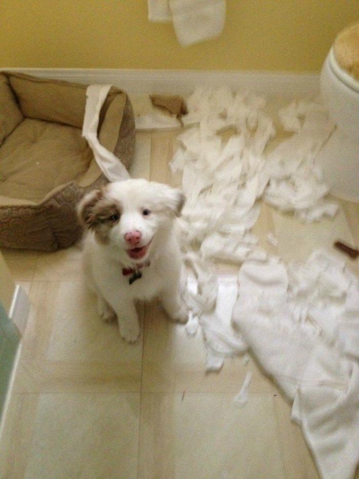 ¡Fin del debate! Así dice la patente que se debe colocar el rollo de papel higiénico