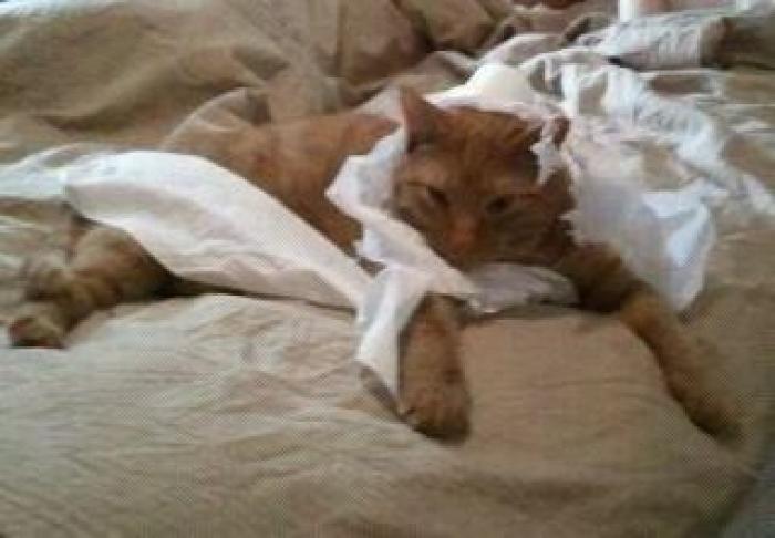 ¡Fin del debate! Así dice la patente que se debe colocar el rollo de papel higiénico