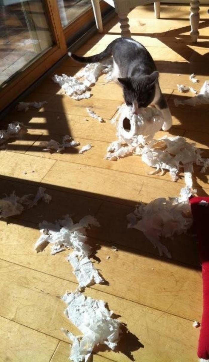 ¡Fin del debate! Así dice la patente que se debe colocar el rollo de papel higiénico