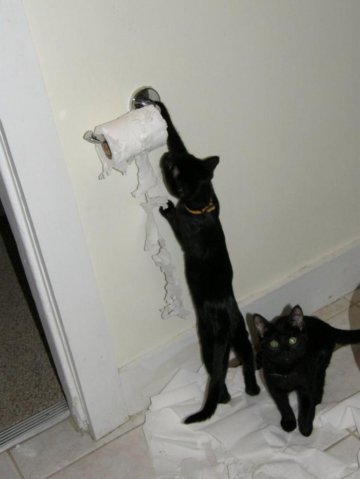 ¡Fin del debate! Así dice la patente que se debe colocar el rollo de papel higiénico