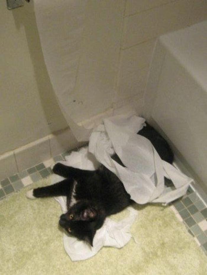 ¡Fin del debate! Así dice la patente que se debe colocar el rollo de papel higiénico