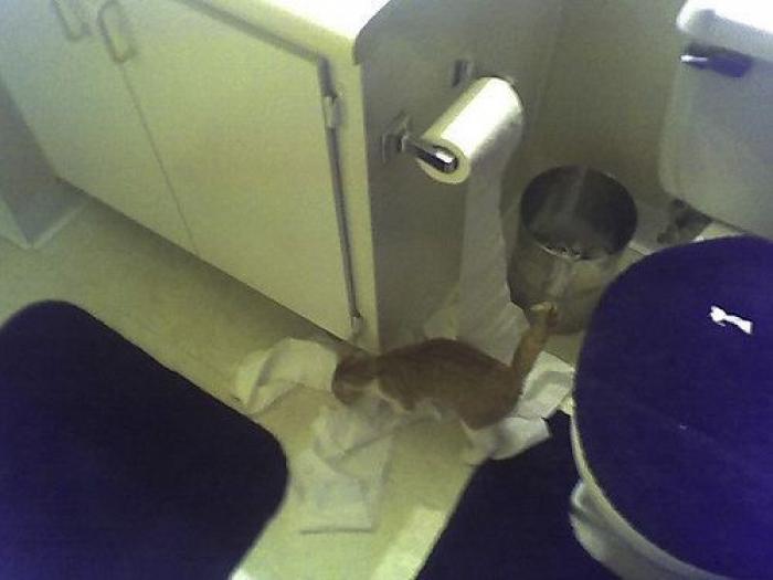 ¡Fin del debate! Así dice la patente que se debe colocar el rollo de papel higiénico