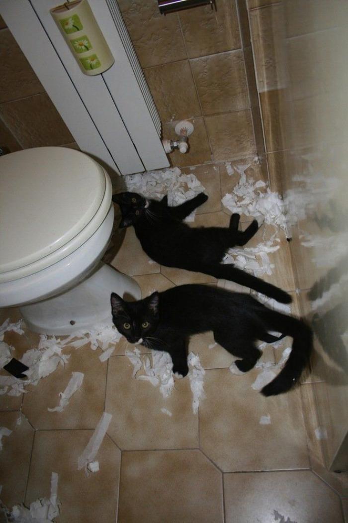 ¡Fin del debate! Así dice la patente que se debe colocar el rollo de papel higiénico