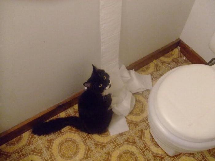 ¡Fin del debate! Así dice la patente que se debe colocar el rollo de papel higiénico