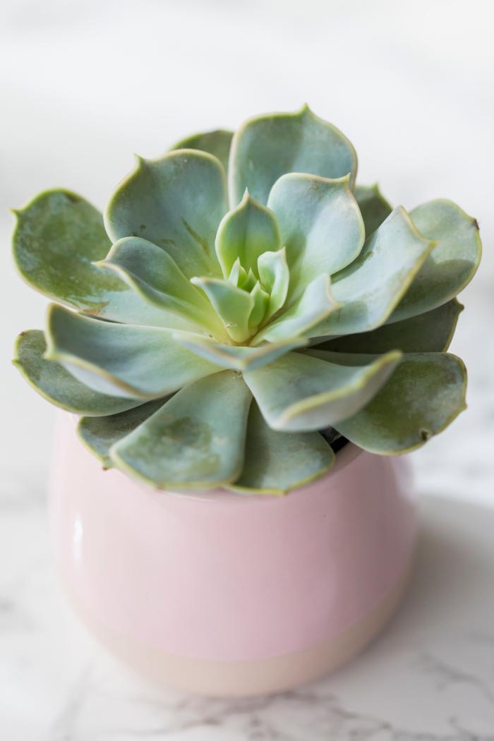 El adorno de Navidad viral que se puede hacer con el churro de la piscina