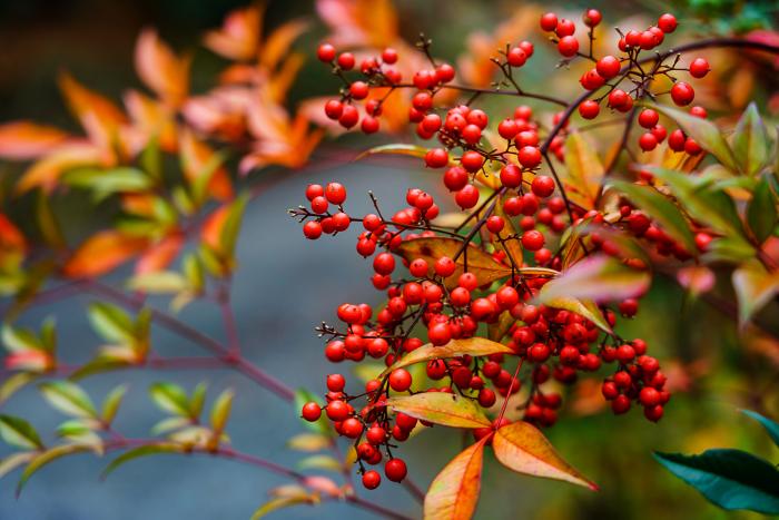 El adorno de Navidad viral que se puede hacer con el churro de la piscina