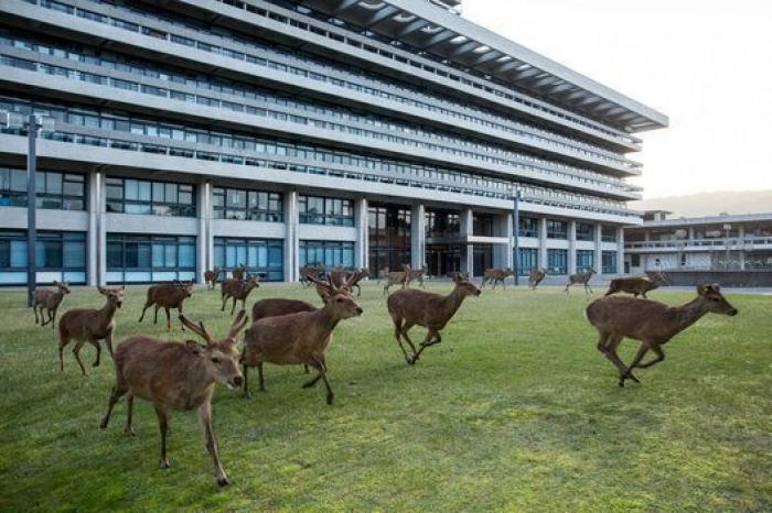Nara, la ciudad tomada por los ciervos (FOTOS)