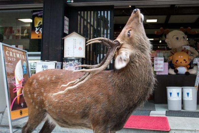 Nara, la ciudad tomada por los ciervos (FOTOS)