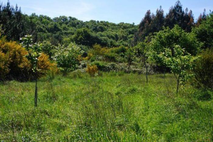 Quercus Sonora protege la flora autóctona gallega a través de la música