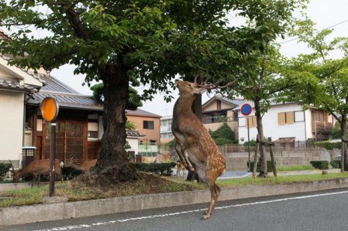 Nara, la ciudad tomada por los ciervos (FOTOS)