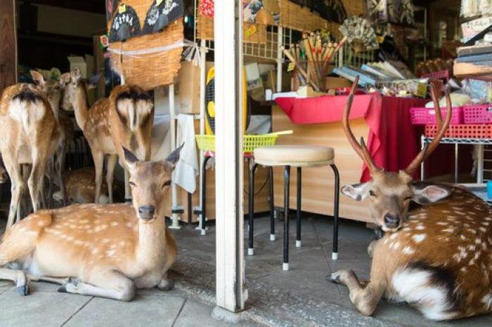 Nara, la ciudad tomada por los ciervos (FOTOS)