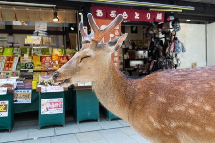 Nara, la ciudad tomada por los ciervos (FOTOS)