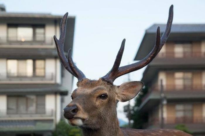 Nara, la ciudad tomada por los ciervos (FOTOS)