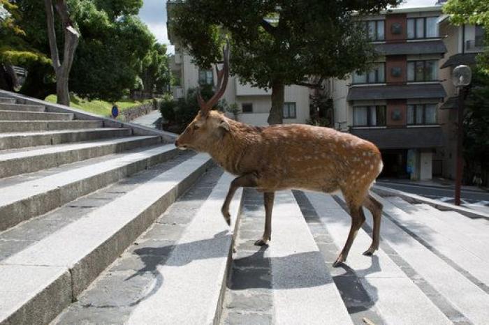 Nara, la ciudad tomada por los ciervos (FOTOS)