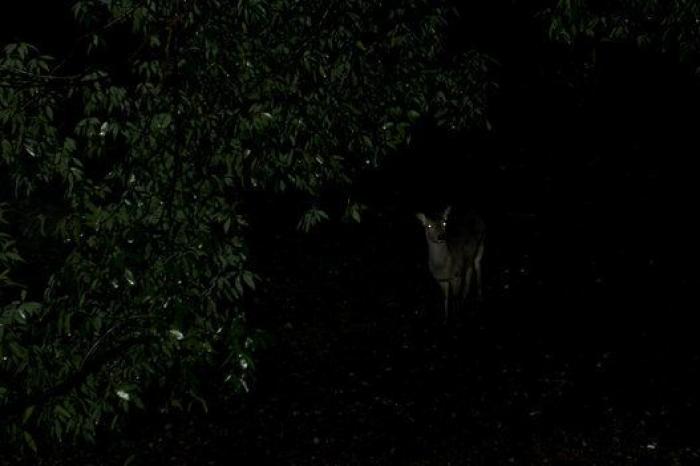 Nara, la ciudad tomada por los ciervos (FOTOS)
