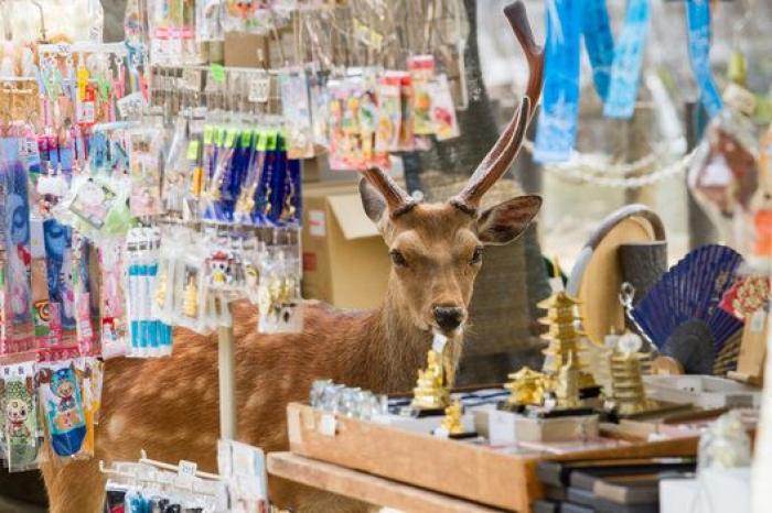 Nara, la ciudad tomada por los ciervos (FOTOS)