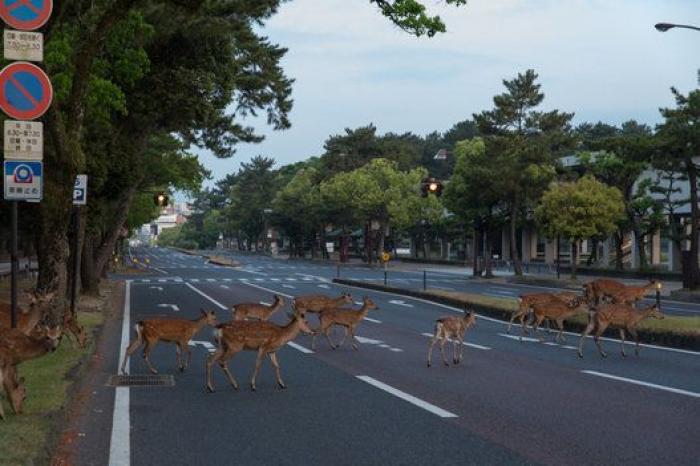 Nara, la ciudad tomada por los ciervos (FOTOS)