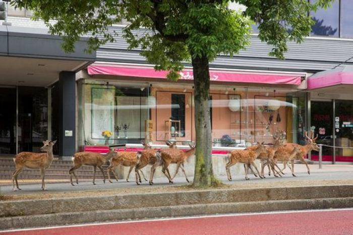 Nara, la ciudad tomada por los ciervos (FOTOS)