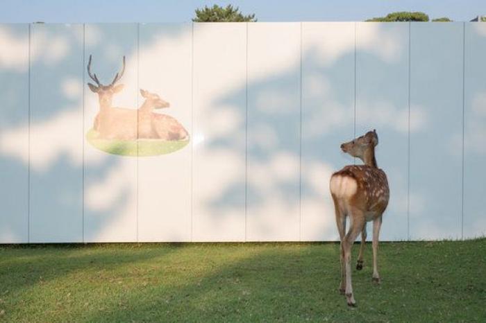 Nara, la ciudad tomada por los ciervos (FOTOS)