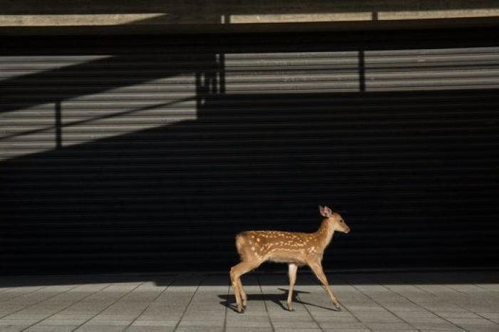 Nara, la ciudad tomada por los ciervos (FOTOS)