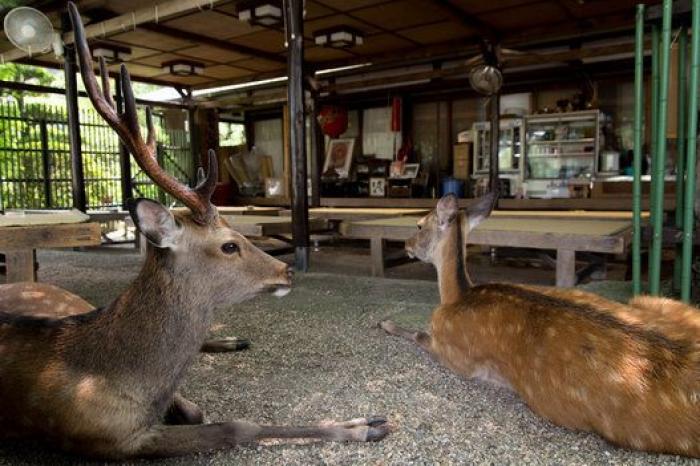 Nara, la ciudad tomada por los ciervos (FOTOS)