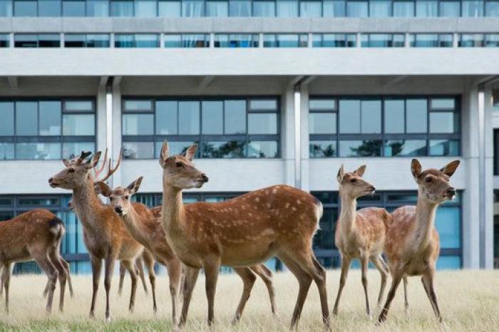 Nara, la ciudad tomada por los ciervos (FOTOS)