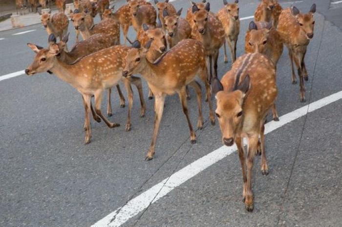 Nara, la ciudad tomada por los ciervos (FOTOS)