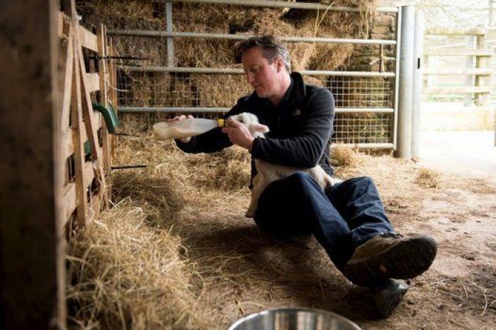 Cameron en campaña: amamanta a un cordero durante una visita a una granja