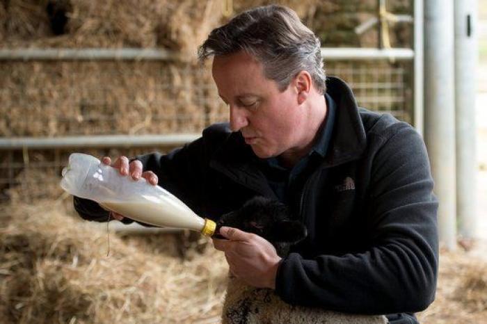 Cameron en campaña: amamanta a un cordero durante una visita a una granja