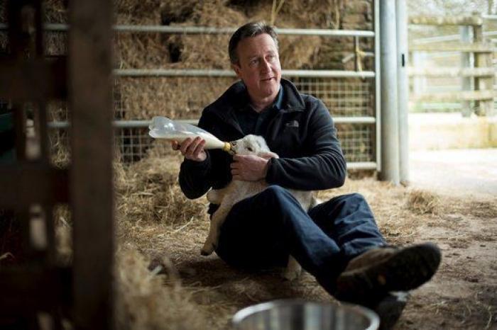 Cameron en campaña: amamanta a un cordero durante una visita a una granja