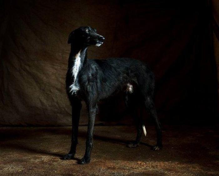 El vídeo de estos dos perros te partirá el corazón