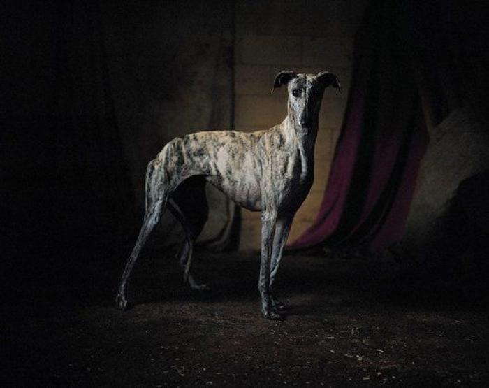 El vídeo de estos dos perros te partirá el corazón