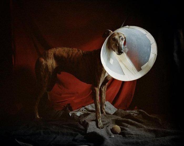 El vídeo de estos dos perros te partirá el corazón